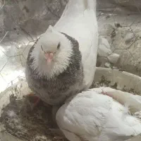 کبوتر گمشده