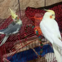 دو عدد عروس جوان سرحال دستی دستی|پرنده|شهرضا, |دیوار