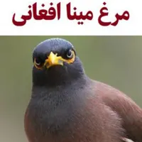 بهترین جوجه مینا افغان سخنگو|پرنده|ساری, |دیوار