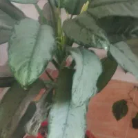 گلهای طبیعی اپارتمانی|گل و گیاه طبیعی|خلخال, |دیوار