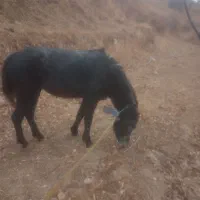 اسب جوان ۴ ساله مادیان تندرو به شرط|اسب و تجهیزات اسبسواری|تبریز, |دیوار