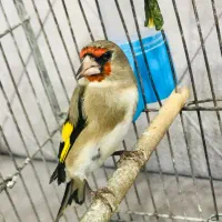 جوجه سهره دورگ نیم گل درشت