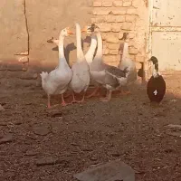 قوغاز|پرنده|مشهد, حرم مطهر رضوی|دیوار
