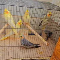 عروس هلندی|پرنده|قم, انصار‌الحسین|دیوار