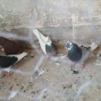 ۴ تا کبوتر غریب گیری
