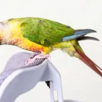 گرینچیک طوطی برزیلی