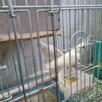 عروس هلندی فوق مولد