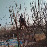 متخصص هرس درختان میوه و درختان خیابان