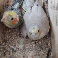 عروس هلندی