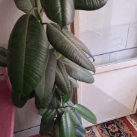 گل فیلی|گل و گیاه طبیعی|اصفهان, ارزنان|دیوار