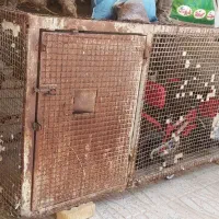 گنجه کبوتر و سگ