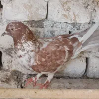 گرگی ماده