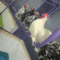 مرغ زینتی|حیوانات مزرعه|کوار, |دیوار