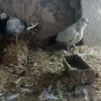 روهم جفتی ۵۰۰ت|پرنده|باسمنج, |دیوار