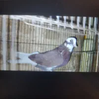 کفتر پرشی حسابی همگی بپر و سرحال|پرنده|قم, شاه سید علی|دیوار