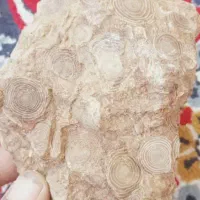 سنگ فسیل و شهاب سنگ مریخی|جواهرات|رباط‌کریم, رباط‌کریم|دیوار