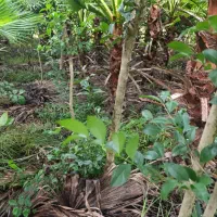 برگ نو(پایه پیوند)|گل و گیاه طبیعی|چابکسر, |دیوار