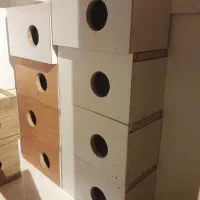 لانه ی عروس هلندی،طوطی