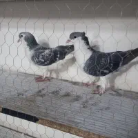 کبوتر قلدور|پرنده|مشهد, امیرآباد|دیوار