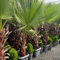 طراحی و اجرا گل و گیاه فضای باز