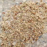 شلتوک  درجه یک شلب عنبر بو