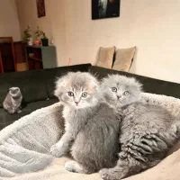 گربه بریتیش اسکاتیش بلو