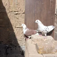 کبوتر ساعت سنگین به ضمانت .|پرنده|اصفهان, حصه جنوبی|دیوار