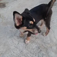 سگ ژرمن