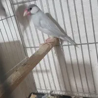 یک جفت نرگسی سیلور مولد معاوضه|پرنده|رشت, جانبازان|دیوار