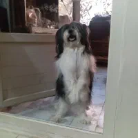 حیوانات پت خانگی|سگ|فولادشهر, پارک کوهستان|دیوار