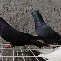 کبوتر زاغ وسبز آبادانی