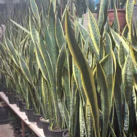 سانسوریا انواع گل وگیاه اپارتمانی|گل و گیاه طبیعی|تهران, مشیریه|دیوار