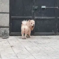 سگ چاو چاو chow chow