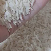 برنج هاشمی اصل محلی