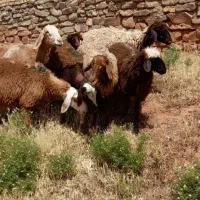 میش