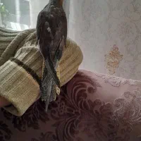 دونخر ی اهلی دو ماهه هست