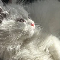 منشی مطب دامپزشکی