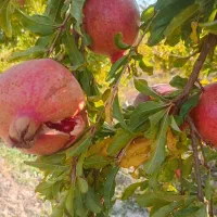 فروش انار ضایعات و سالم بصورت کلی و جزیی