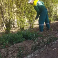 باغبان.انجام کلیه کارهای باغبانی|خدمات باغبانی و درختکاری|قم, نیروگاه|دیوار