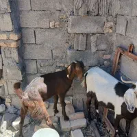 بز پاکستانی زه اول