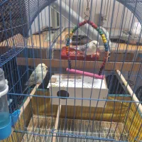 عروس هلندی و مرغ عشق|پرنده|شادگان, |دیوار