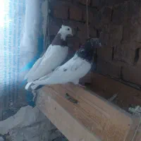 کبوتر