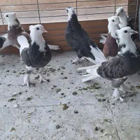 کبوتر کفتر