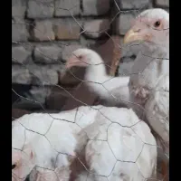 مرغ خروس لاری اصیل ۵ماه  معاوضه میکنی با کبوتر