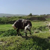 شیشک پلنگی دوشیره