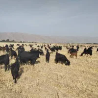 فروش و معاوضه بز با نیسان وانت