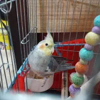 عروس هلندی و برزیلی|پرنده|تهران, تهرانسر شرقی|دیوار