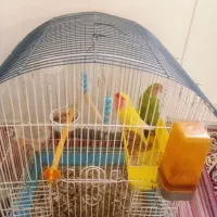طوطی برزیلی با قفس