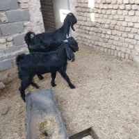 بز فروشی|حیوانات مزرعه|فیروزه, |دیوار