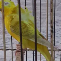 قناری،فنچ،مرغ عشق تعداد